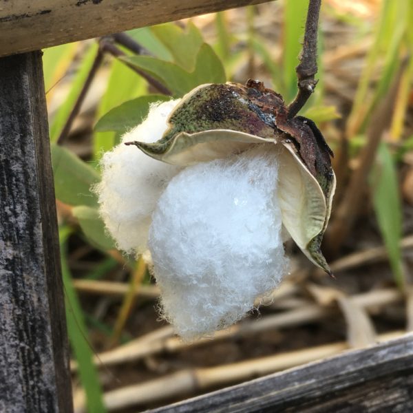 Cotton plant in Laos